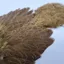 Whiting Brahma Hen Soft Hackle with Chickabou in Golden Olive